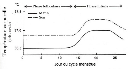 Variation de la température corporelle de la femme en fonction du cycle menstruel